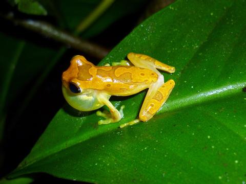 Ecocentro Danaus Night Walk